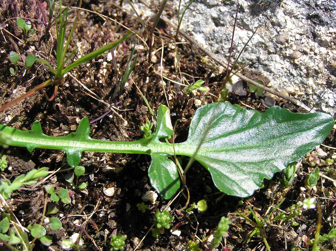 Barbarea rupicola / Erba di S. Barbara di Sardegna